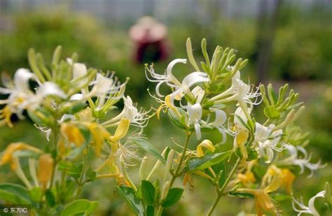 金銀花種植方法|金銀花的種植技術及注意事項